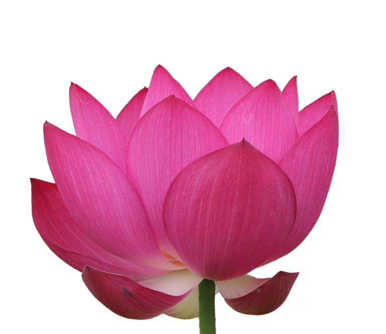 Trauma Training & Community Somatic Workshops| New Orleans