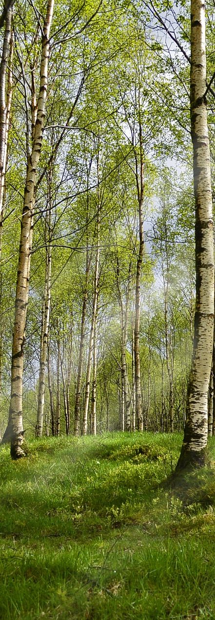 Integrative Somatic Therapy in New Orleans| Treating Trauma, Anxiety, Body Image