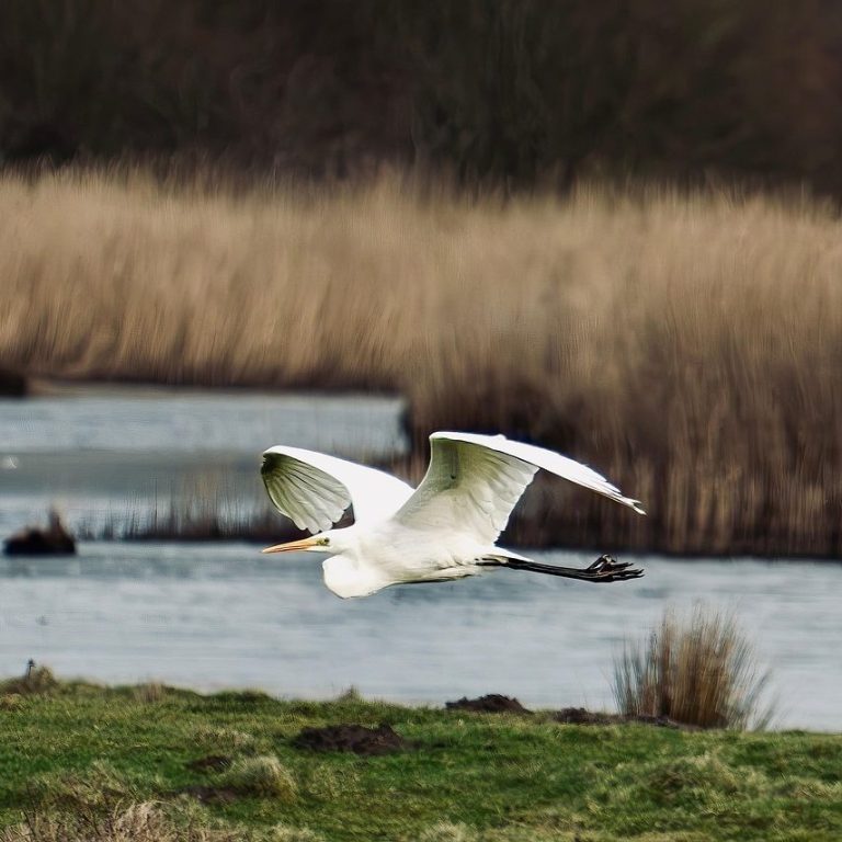 Integrative Somatic Trauma Therapy in New Orleans| Restore and Repair Relationship with Yourself, Your Body, and Your Nervous System